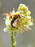 Death camas miner bee on a death camas flower